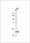 Cytochrome c Antibody