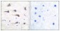 mGluR6 Antibody