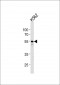 Thrombin Receptor Antibody