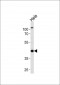 p44 MAPK Antibody