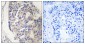 C1S Antibody