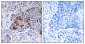 ADCY9 Antibody