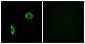 Prostacyclin Receptor Antibody