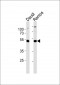 LSP1 Antibody