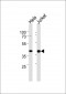 MAPK3 Antibody