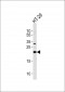 MAD2L1 Antibody