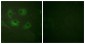 Claudin 3 Antibody