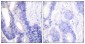 Claudin 3 Antibody