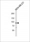 Cullin 2 Antibody