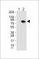 Cullin 2 Antibody