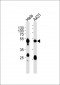 Keratin 17 Antibody