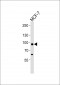 Catenin-γ Antibody