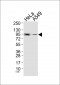 FGFR2 Antibody