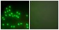 Ku80 Antibody