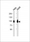 Ku80 Antibody