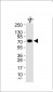 Ku80 Antibody