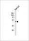 Pax-5 Antibody