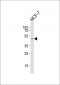 FOLR1 Antibody