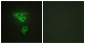 PDLIM1 Antibody