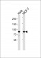 RAD18 Antibody