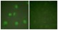 Cullin 1 Antibody