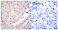 Cullin 1 Antibody