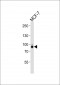 NCBP1 Antibody