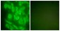 HSP90A Antibody