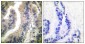 HSP90A Antibody
