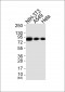 HSP90A Antibody