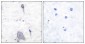 Sirp α1 Antibody