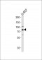 Sirp α1 Antibody