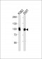 GIT2 Antibody