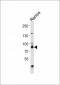 WASF2 Antibody