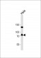 TBX3 Antibody