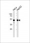 GPR52 Antibody