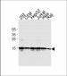 H2AFX Antibody (C-term)