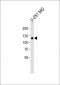 EPHA5 Antibody