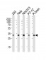 RPS6 Antibody (N-term)