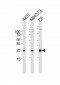 RAC1 Antibody