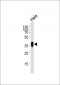 AP10693a-FOLR1-Antibody-N-term