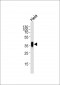 FOLR1 Antibody (N-term)