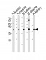 GPX3 Antibody (Center)