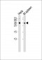 TCF21 Antibody (C-term)
