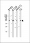 Mouse Mapk3 Antibody (C-term)