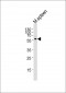 M Mlkl Antibody (C-term)