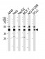 INHBA Antibody (C-term)