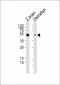 (DANRE) gfap Antibody (N-term)