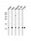 COX6B1 Antibody (N-term)