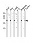 DHFR Antibody (N-term)